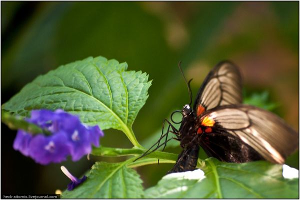 Бабочки из парка Онтарио